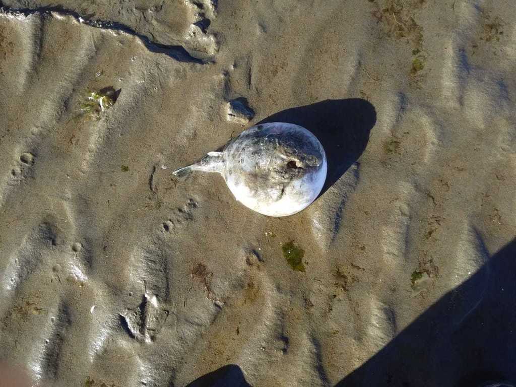 Blunthead puffer (Sphoeroides pachygaster) — Tetraodontidae