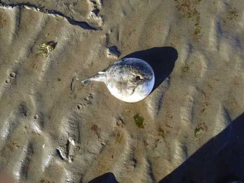 Blunthead puffer (Sphoeroides pachygaster) — Tetraodontidae