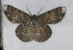 Amblychia subrubida