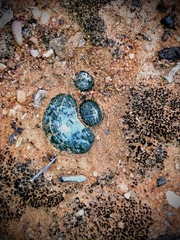 Bulbine mesembryanthemoides