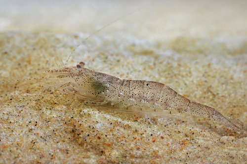 Brown Shrimp, photo 6 of 7