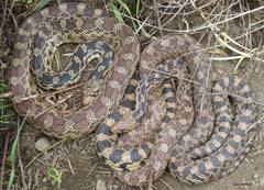 Pituophis catenifer deserticola