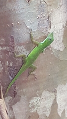Anolis evermanni