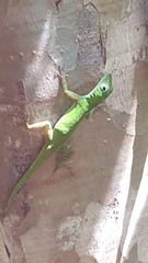 Anolis evermanni