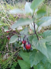 Solanum dulcamara