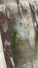 Anolis evermanni