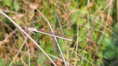 Sympecma paedisca