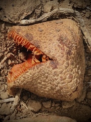 Hydnora africana