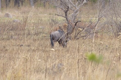 Connochaetes taurinus