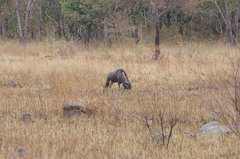 Connochaetes taurinus