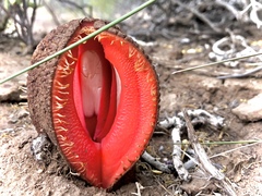 Hydnora africana