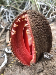 Hydnora africana