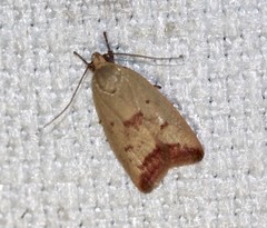 Ageletha elaeodes