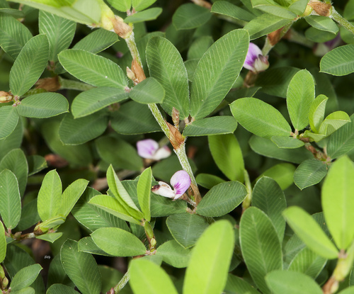 Kummerowia striata
