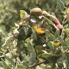 Asphondylia atriplicis