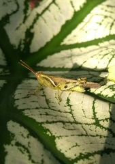 Omalotettix chapadensis