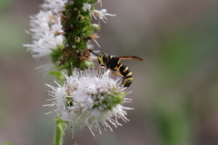 Conops flavipes