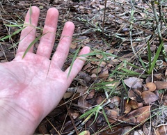 Dichanthelium patentifolium