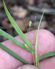 Dichanthelium patentifolium