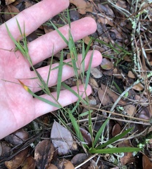 Dichanthelium patentifolium