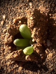 Bulbine succulenta