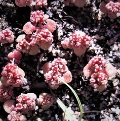 Crassula umbellata