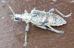 Rhagium mordax