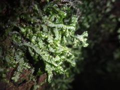 Lepidoziaceae