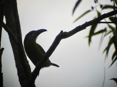 Aulacorhynchus sulcatus