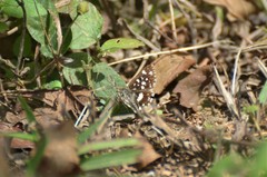 Spialia