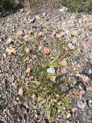 Erigeron elatus