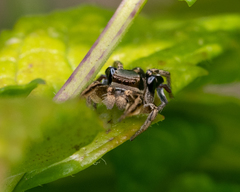 Habronattus schlingeri