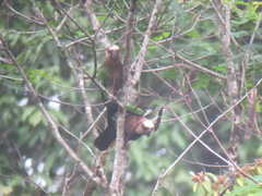 Deroptyus accipitrinus