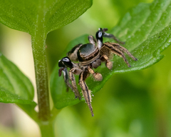 Habronattus schlingeri
