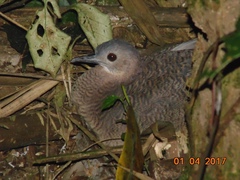 Crypturellus undulatus