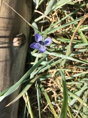 Lomatogonium rotatum