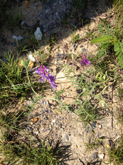 Vicia villosa villosa
