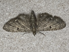 Eupithecia tripunctaria