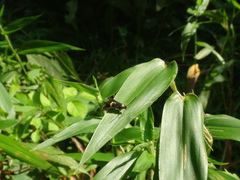 Carmenta pyralidiformis