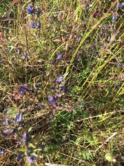 Lomatogonium rotatum