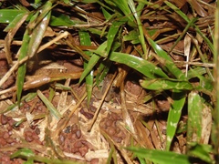Leptodactylus petersii