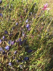 Lomatogonium rotatum