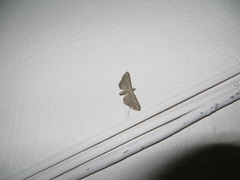 Eupithecia millefoliata