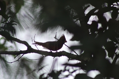 Cardinalis cardinalis image