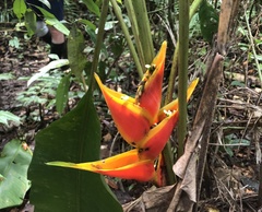 Heliconia bihai