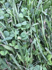 Trifolium repens