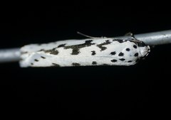 Ethmia candidella
