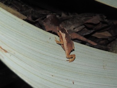 Rhinella castaneotica