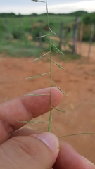 Bouteloua aristidoides