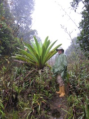 Brocchinia micrantha
